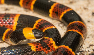 COINCIDENCE? POISONOUS VENOM SIDE EFFECTS NEARLY IDENTICAL TO PRESCRIPTION MEDICATION SIDE EFFECTS AND ADVERSE EVENTS